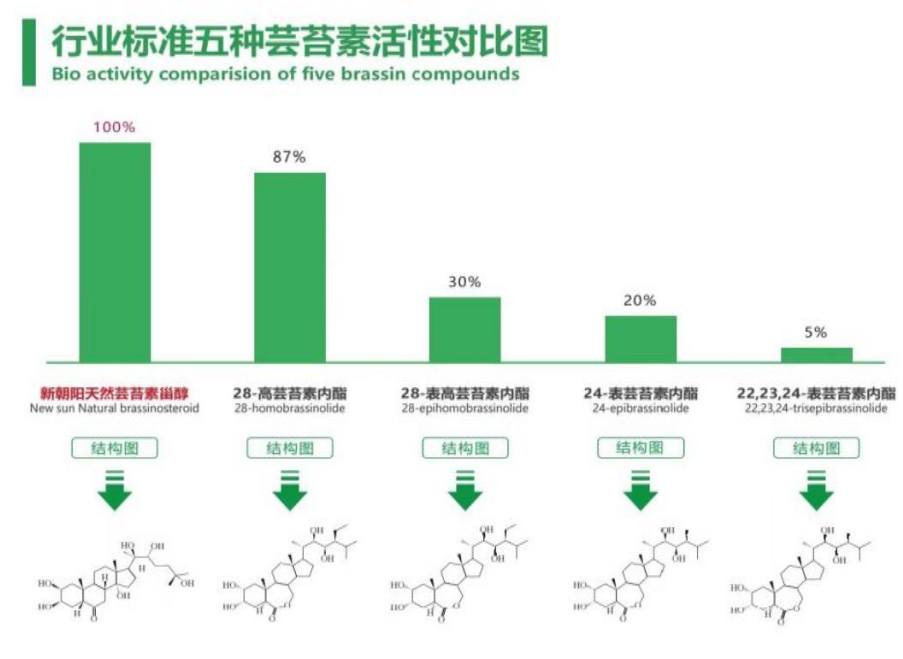 小麥拌種選新朝陽天然蕓苔素，讓小麥高產(chǎn)贏在起跑線上?。ㄐ←溤谑裁磿r候用蕓苔素效果最佳）